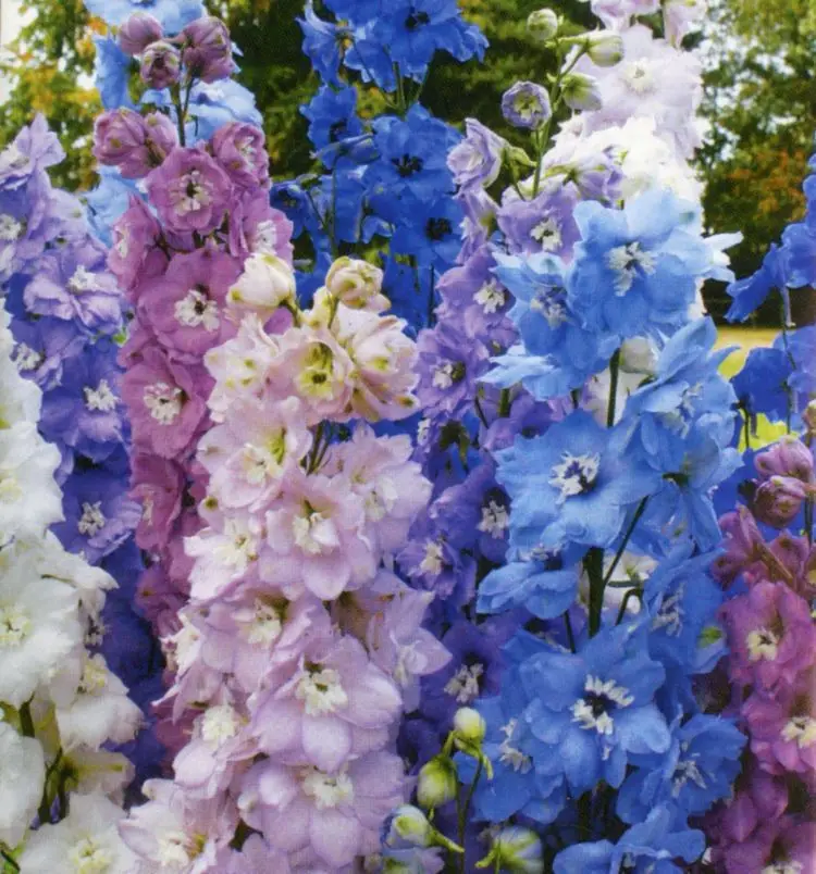 Delphinium Larkspur QIS Formula Mix Good Large Cut or Dry Flowers 30PCS