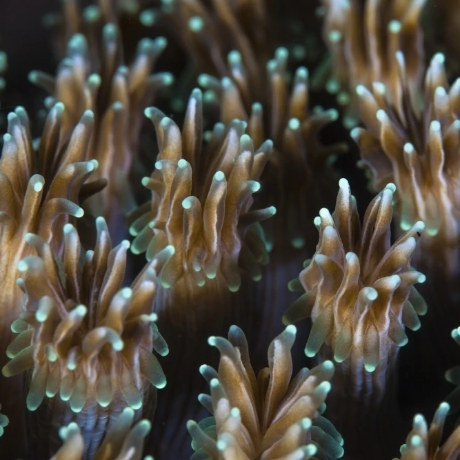 Polyps of a Galaxea coral colony grow on a reef in Indonesia Poster Print (34 x 22)