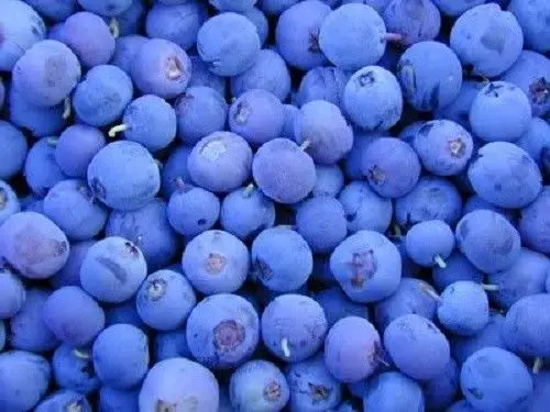 Highbush Blueberry Fruit Seeds, Dwarf Blueberry Seed, 100pcs/pack