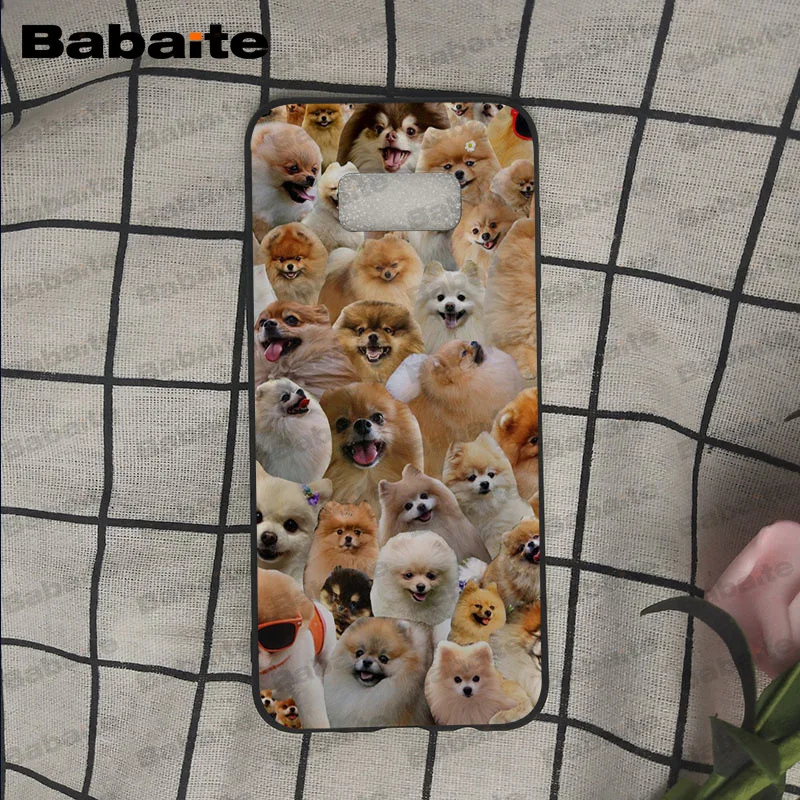 Pomeranian dogs puppy