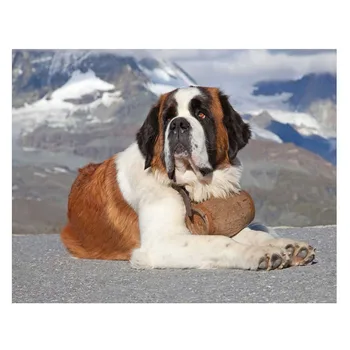 

Full Square Round Diy Diamond Embroidery Pet Saint Bernard dog 5D Diamond Painting Rhinestone Wedding Decoration StickerZP-541