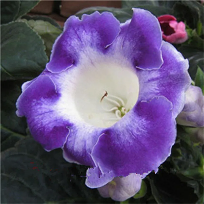 100 pcs Imported Gloxinia Plant Bonsai Perennial Sinningia Gloxinia Flower plants for Home Garden Pot Easy to Grow(da yan tong) 100 pcs Imported Gloxinia Plant Bonsai Perennial Sinningia Gloxinia Flower plants for Home Garden Pot Easy to Grow(da yan tong)