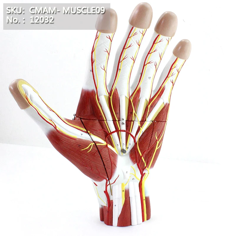 Buy CMAM/12032 Muscles of Hand 2 Parts, 3x, Plastic