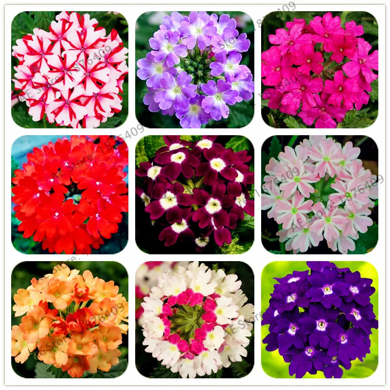 

100pcs/bag Multiple color choices Verbena bonsai,perennial verbena hybrida garden Hydrangea Verbena balcony ornamental flowers