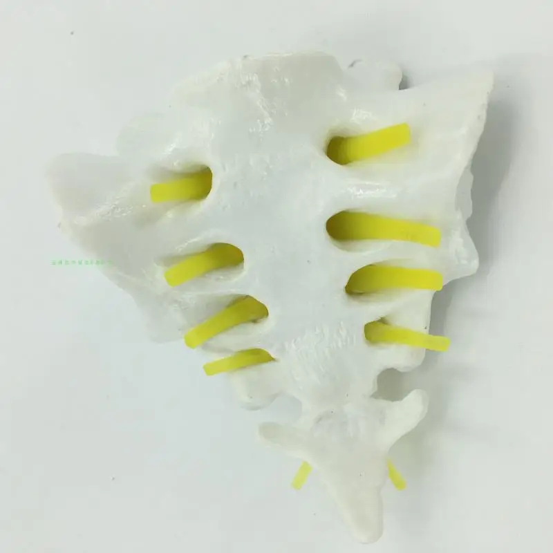 Модели sacrum и sternococcyx позвоночника sternocockcygeal модель