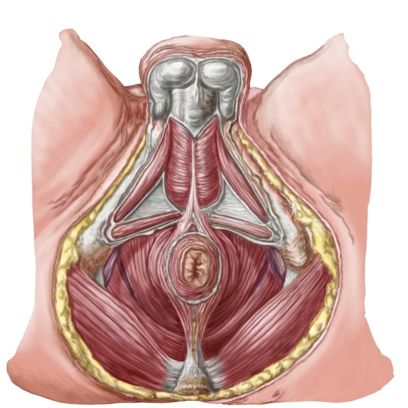 Pelvic floor of human male Poster Print (31 x 26)