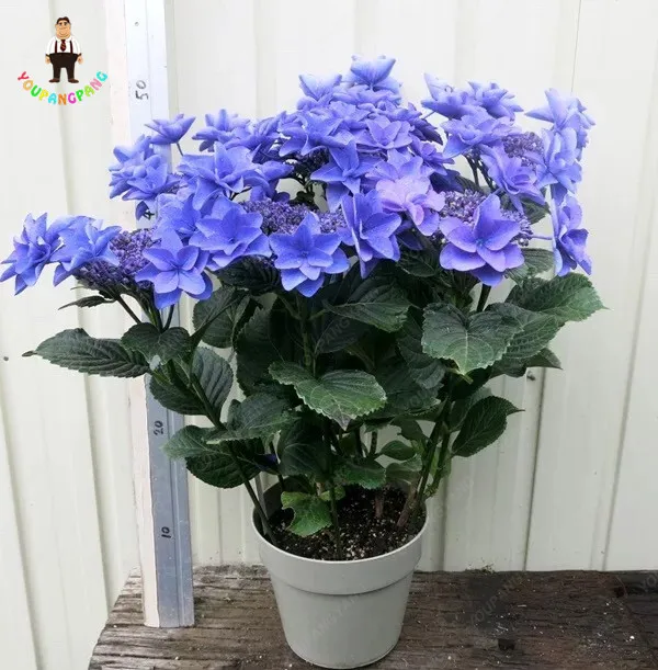 

Common Hydrangea Bonsai, Balcony Potted Flowers Hydrangea Plant Flower 30pcs/bag