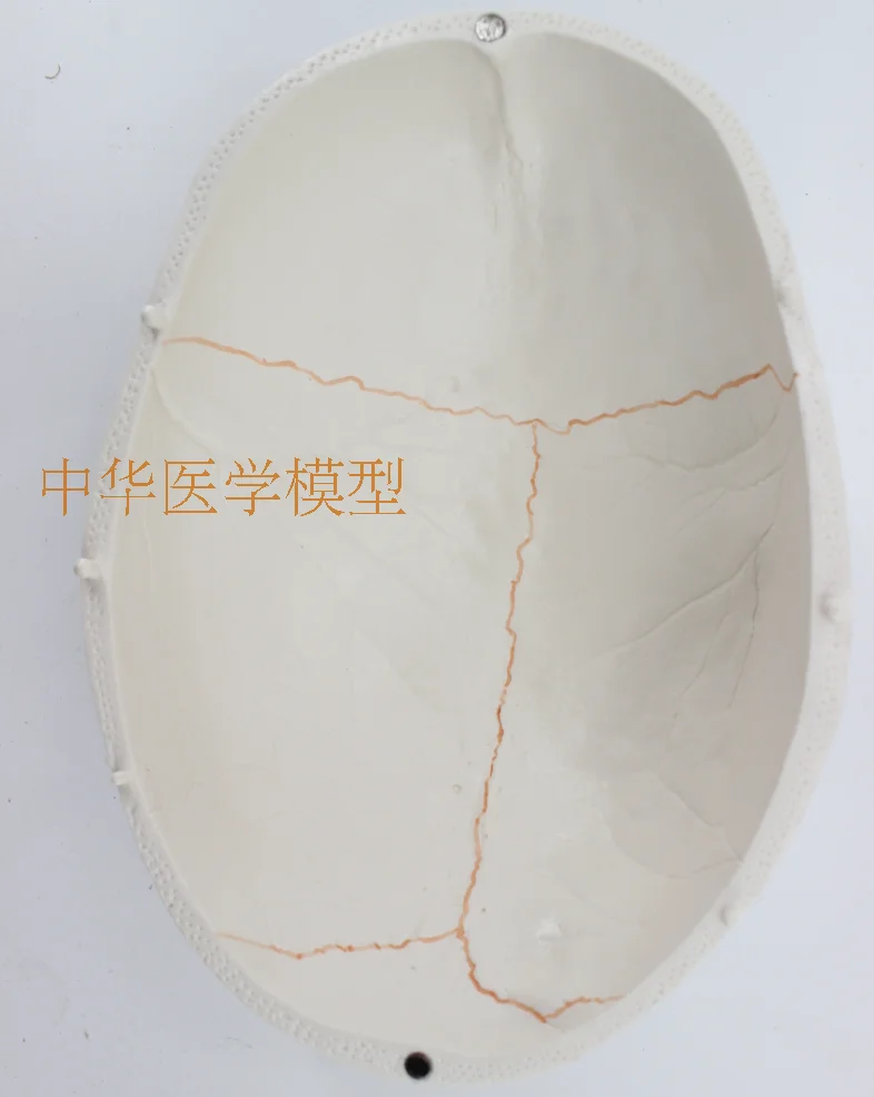 //img.alicdn.com/imgextra/i3/403496940/TB2plG8aB0kpuFjSsziXXa.oVXa_!!403496940.png