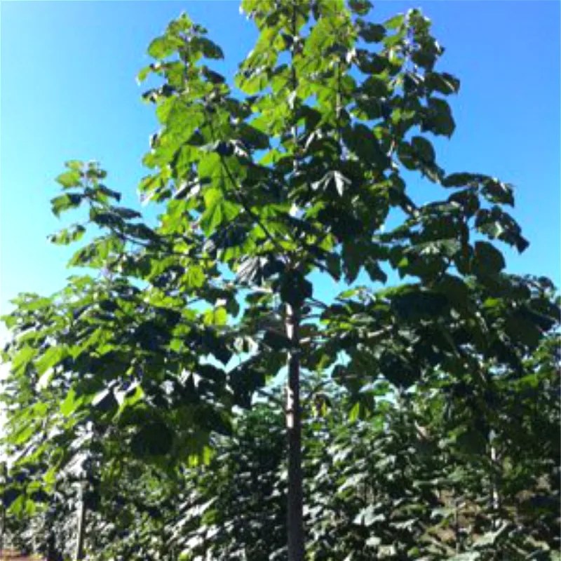 100 шт Paulownia удлиненные растения домашний сад бонсай украшения комнатные растения цветы сементы растения бонсай для продажи семиллы