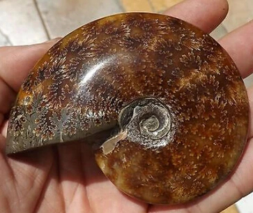 

free shipping Ammonite fougere fren Fossil Jurrassic Nautilus stone Madagascar