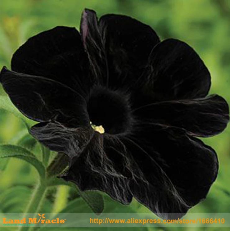 100 Seeds Pack Rare Super Black Cat Petunia Flower Seeds New Annual Bonsai Petunia Black Morning