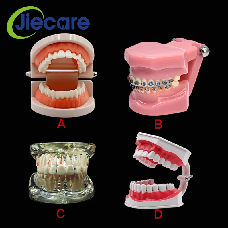 

1 PC High Quality Dental Standard Teeth Model Oral Care Tooth Cleaning for Dental Teaching&Practice Simulation Free Shipping