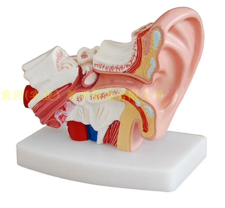 1.5 times Human Ear Anatomy Model Showing Organs structure of the Central and External Ears Medical teaching supplies | Канцтовары для