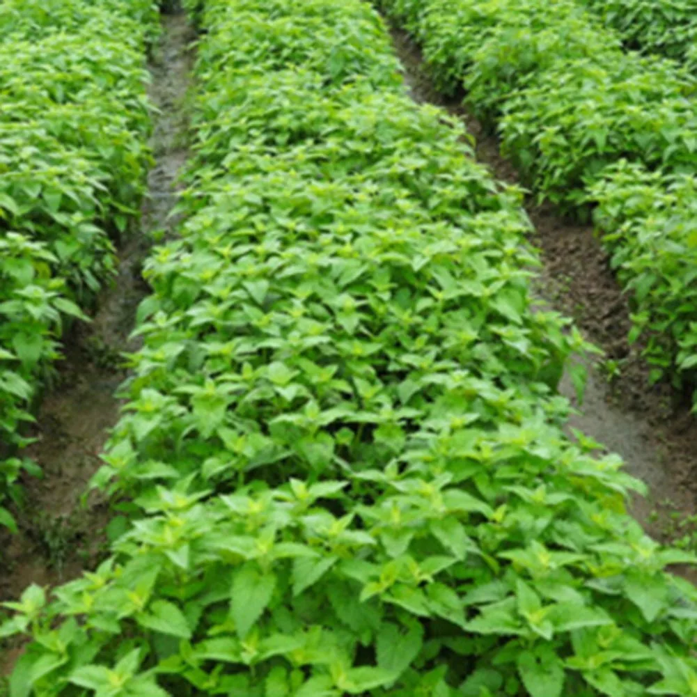 2018 Unique Faddish Handmade Personality Available Perfect Hot Sale Magic Hot Pet Kitten Cat Mint