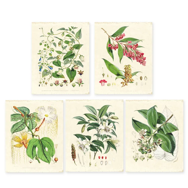 Green-plants-set-of-5-Vintage-Botanical-illustrations-floral-art-prints-HD-printing-Flower-Wall-Art (2)