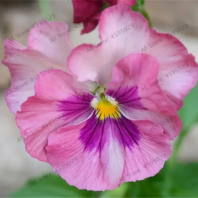 Garden Plant Mixed Pansy Bonsai 200 Pcs Flower Colorful