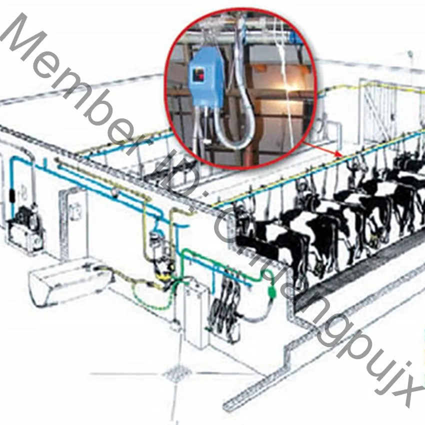 Рыбий костный трубопровод коровья Доильная установка