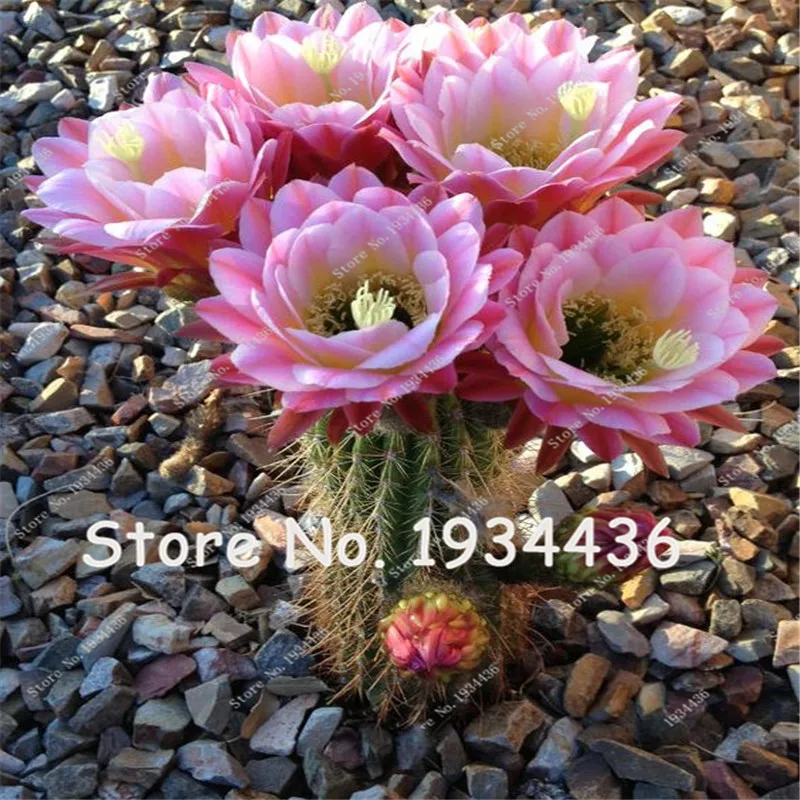 Cactus Real Shek Lin Turbinicarpus mixed Succulent plant bonsai plant DIY home garden free shipping 50 Pcs Cactus Real Shek Lin Turbinicarpus mixed Succulent plant bonsai plant DIY home garden free shipping 50 Pcs
