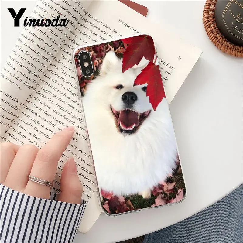 Dog Pomeranian