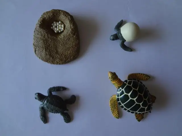 

pvc figure Genuine simulation model toy turtle life cycle set