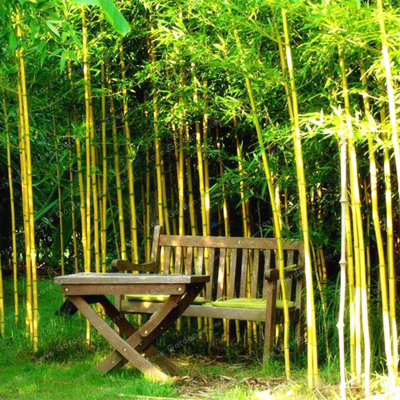 Бамбук в среднем вырастает. Бамбук bambusa aureosulcata spectabilis. Phyllostachys aureosulcata. Бамбук садовый морозостойкий. Phyllostachys aureosulcata spectabilis.