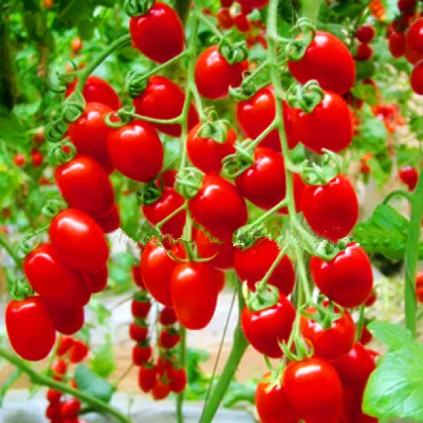 50 pcs tomato bonsai Milk red tomato , cherry tomatoes, tomato organic