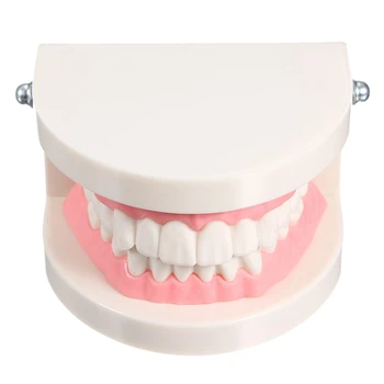 

Dentist dentist tooth model teach Pink gummy gums standard For medical purposes