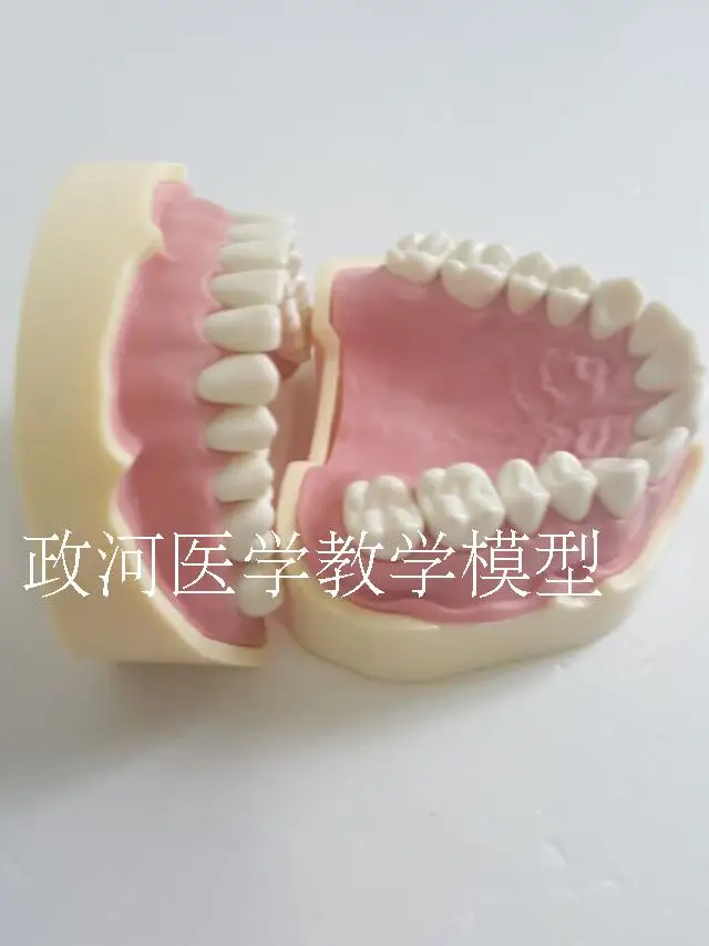 

Dental model Gingival Oral Detachable Soft gum practice free shipping