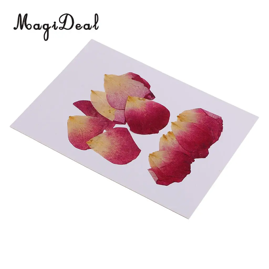 10 / 20Pcs Beautiful Real Pressed Rose Petal Babysbreath Flowers Dried Flowers for Art Craft Scrapbooking DIY Resin Jewelry