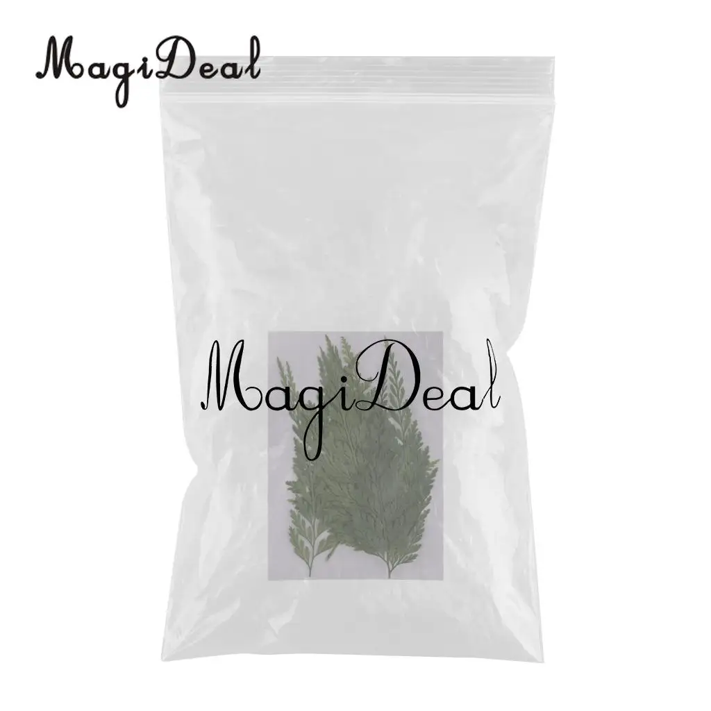 12pcs Real Pressed Fern Leaves Natural Dried Flowers for Art Craft Scrapbooking Card Making Resin Jewelry Craft DIY