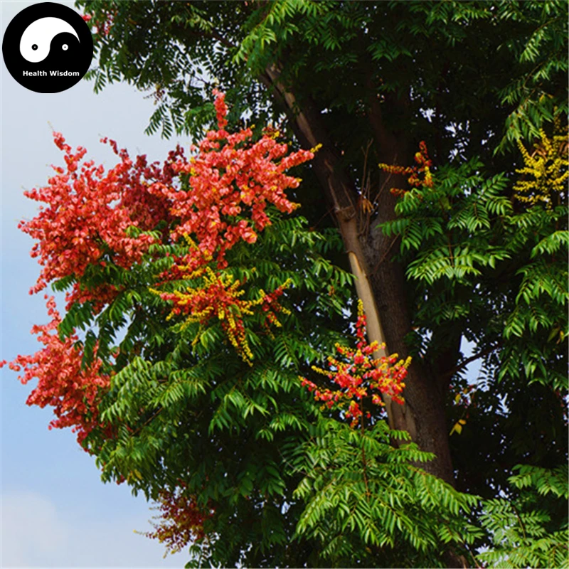 

Buy Golden Rain Tree Semente 30pcs Plant Koelreuteria Chinensis Chinese Luan Shu