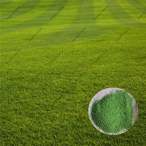 Buy 500 Pcs Zoysia Grass Seeds Free Shipping