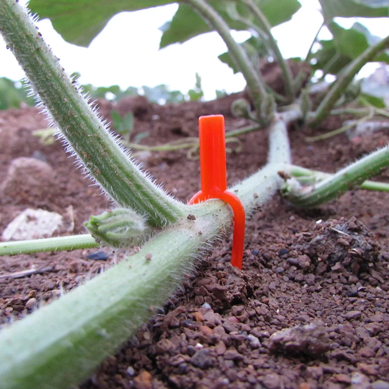 Stolons Fixed Bracket Watermelon Pumpkin Vine Fixture Clips Agriculture Greenhouse Garden Vine Plants Planting Tools 100 Pcs