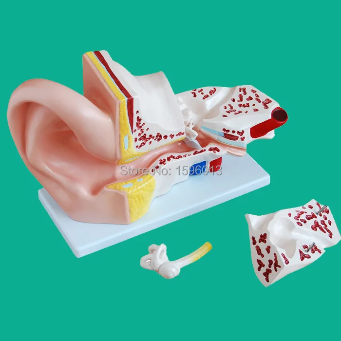 Anatomical Ear Model 4 parts, Giant Ear Model, Ear structure modelin