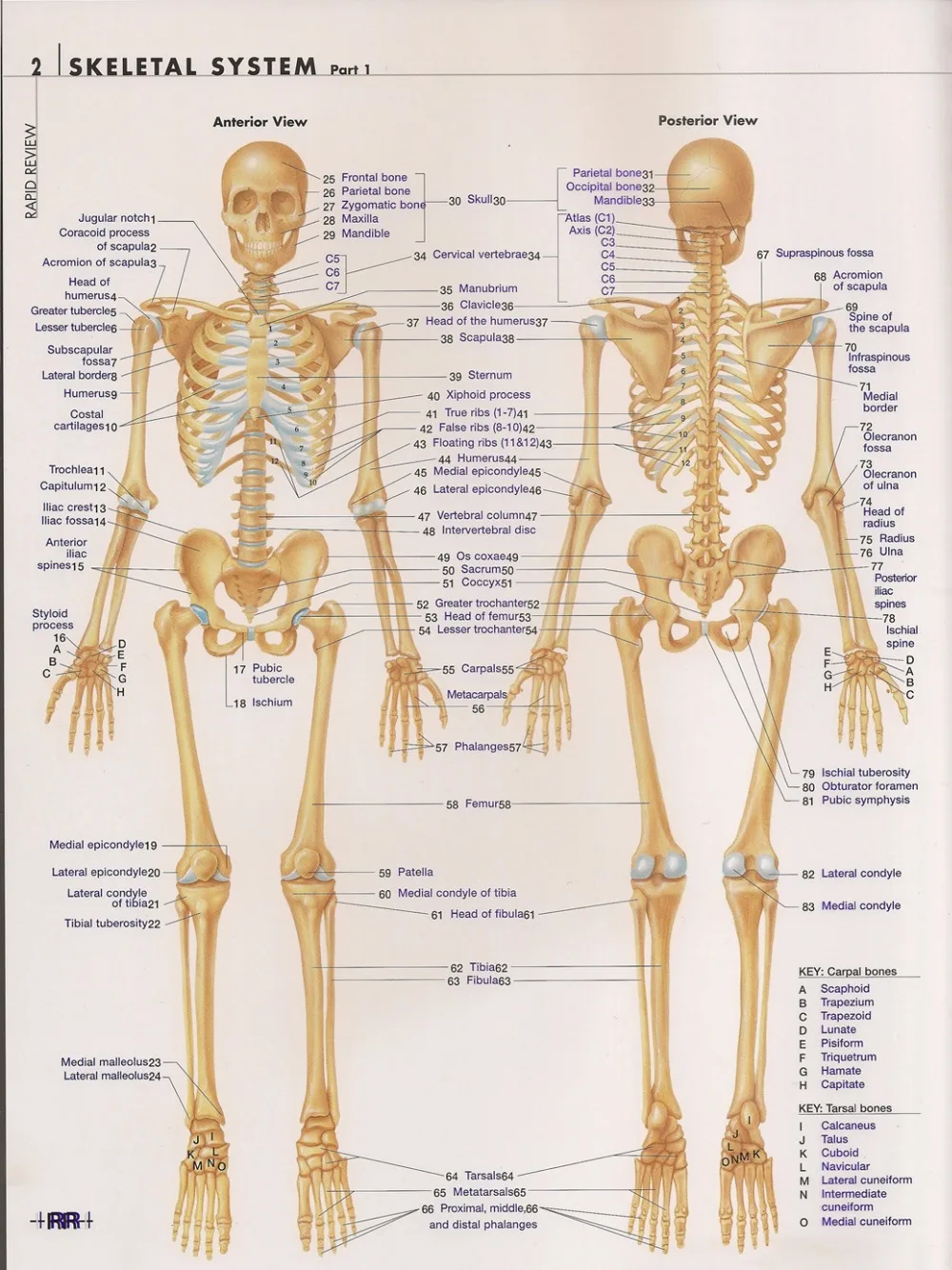 Muscular System-06(44x33cm)