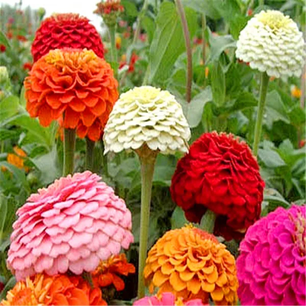 30 zinnia seeds indoor plants flowers new arrival diy home garden flower plant h68 - Flowers For Home Garden 30 zinnia seeds indoor plants flowers new arrival diy home garden flower plant h68 - Flowers For Home Garden