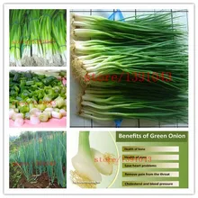300 chinese green onion seeds rare vegetable seeds for home planting Cooking spices