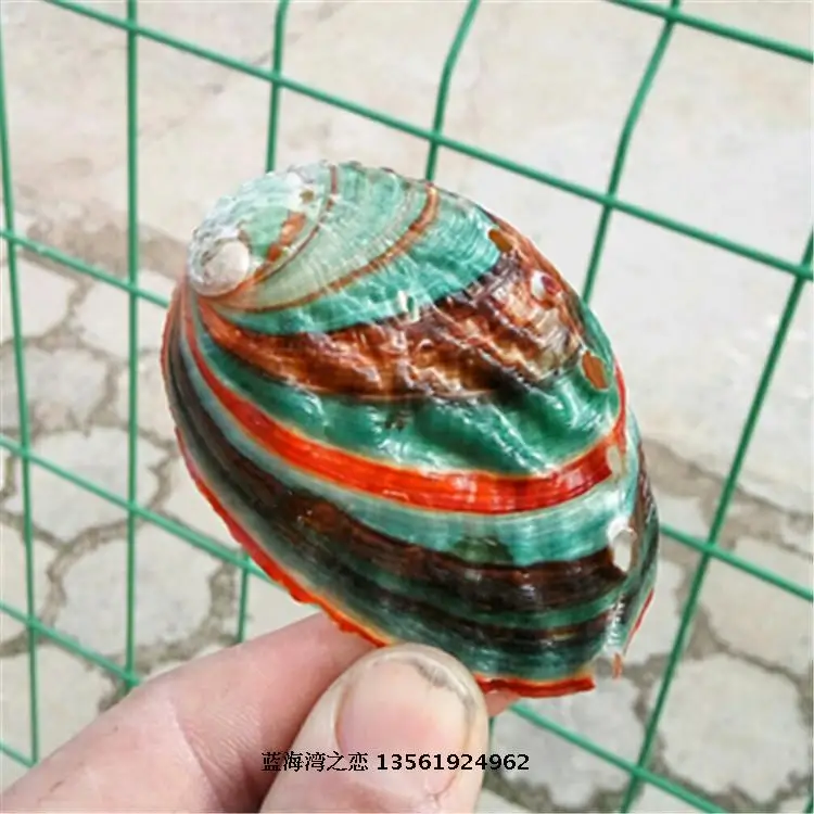 Natural Conch Shell Colorful Abalone Shell Fish Tank Aquarium Landscaping Wall Decoration 6-7 Cm Mediterranean Ornaments Crafts