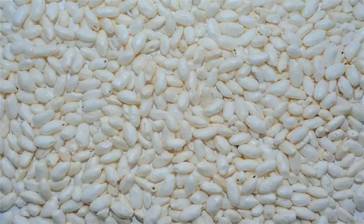 rice 