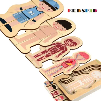

3D Creative boy&girl Body structure Puzzles Toys For Children Early education toys