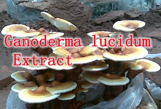 

1pack Highest Pure Ganoderma lucidum Extract 30% Polysaccharide 500mg,300capsule improves resistance against diseases
