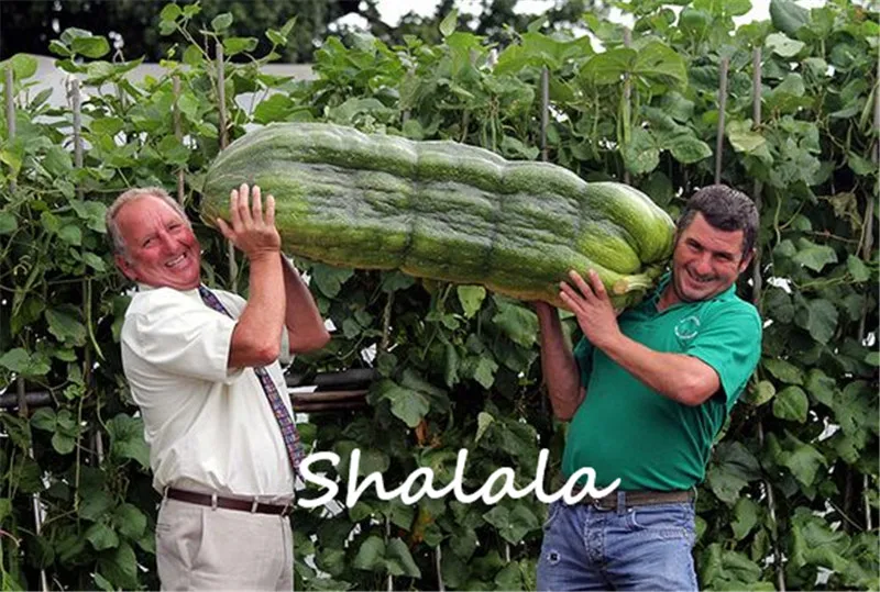 giant Luffa Cylindrica Bonsai Oversized Towel Gourd Vegetable Bonsai Balcony Organic Vegetable Garden Potted 100Pcs