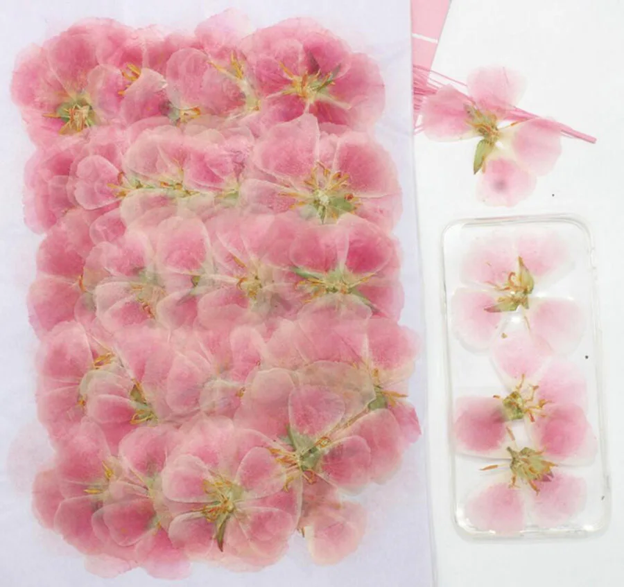 

60pcs Pressed Dried Godetia Flowers Plant Herbarium For Jewelry Phone Case Bookmark Scrapbook Invitation Card Making