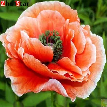 Cadeau décor à la maison Kit point de croix diamant peinture plein diamant mosaïque Orange coquelicots image couture diamant bricolage 5D XY1(China)