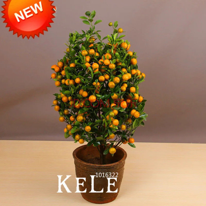 

Promotion!100plantas/Pack Balcony Patio Potted Fruit Trees Planted bonsai Kumquat garden Orange flores Tangerine Citrus,#AK1LFN