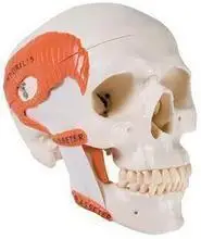 

human skull model Feature Masticatory muscles free shipping