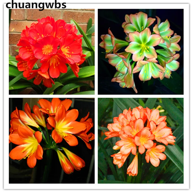 

1 Pcs Rare Flower bonsai Plant Chinese Clivia Bonsai For Home Garden Lycoris Perennial Garden