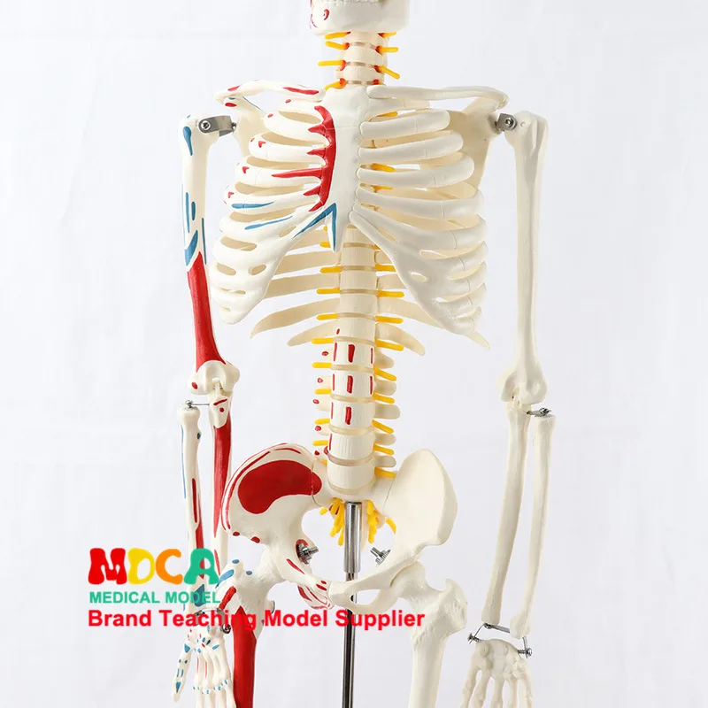 85 см полный размер анатомический скелет человека модель столба тип медицинского обучения оборудования медицинская наука