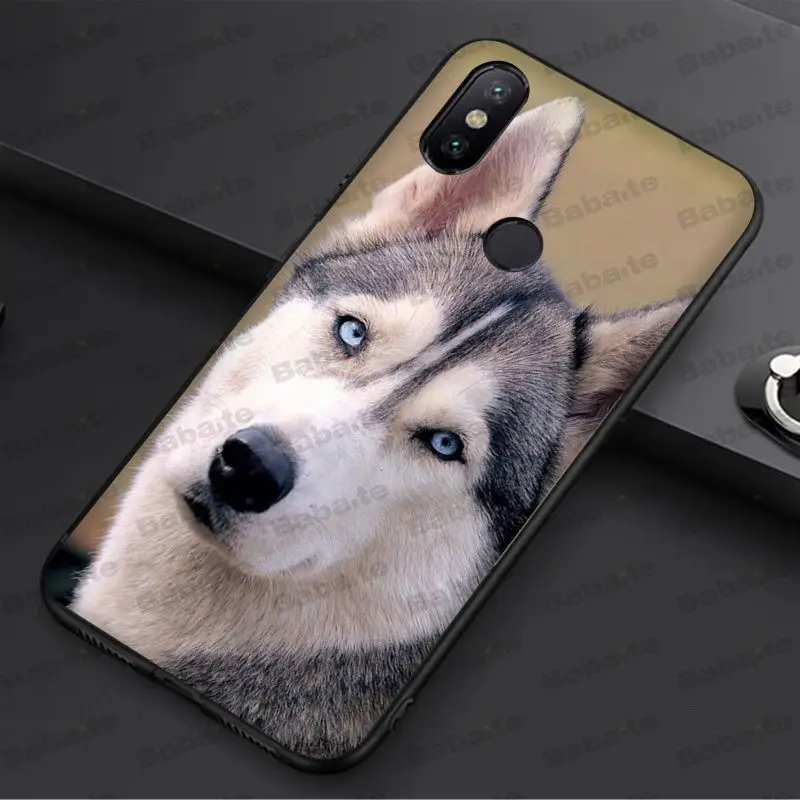Animal Husky cute Puppy Dog
