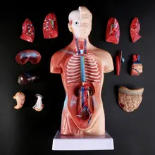 Body-Model Internal-Organs Teaching Anatomy Human Torso Medical 